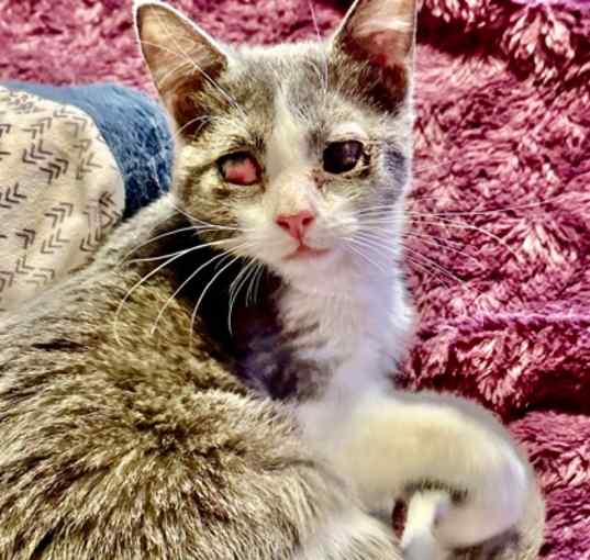 Photo of Whisper