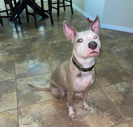 Photo of Otto