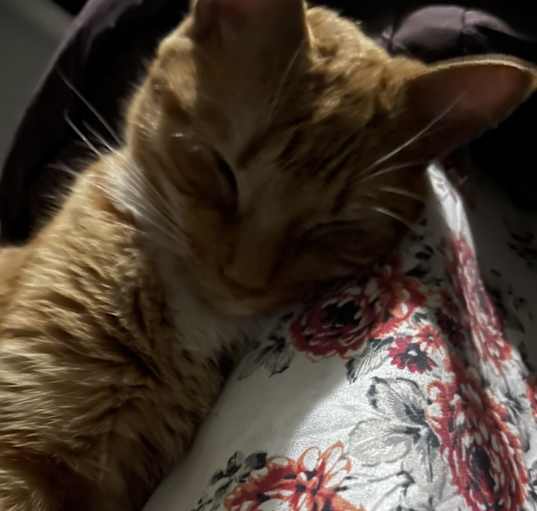 Photo of Roger 