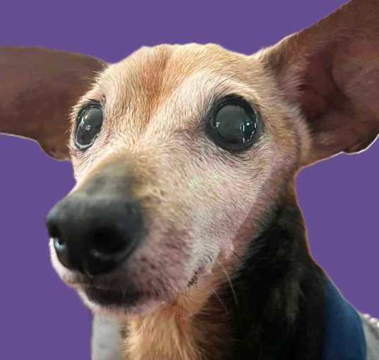 Photo of Dobby