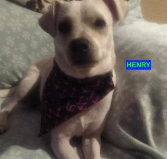 Photo of Henry