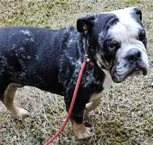 Photo of Bentley