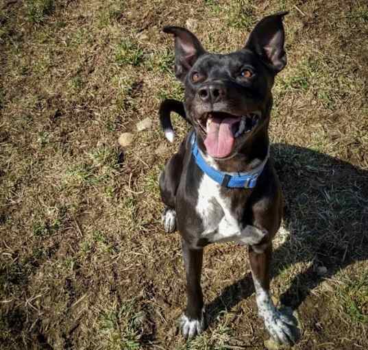 Photo of Atlas