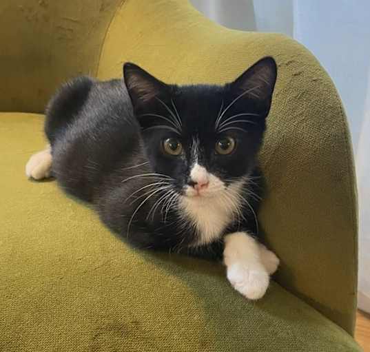 Photo of Mousey
