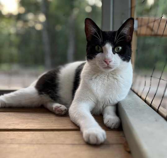 Photo of Pickles