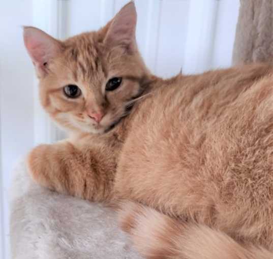 Photo of Kingsley*Come visit me at the Catmosphere