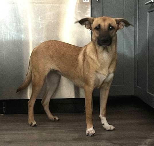 Photo of Piper