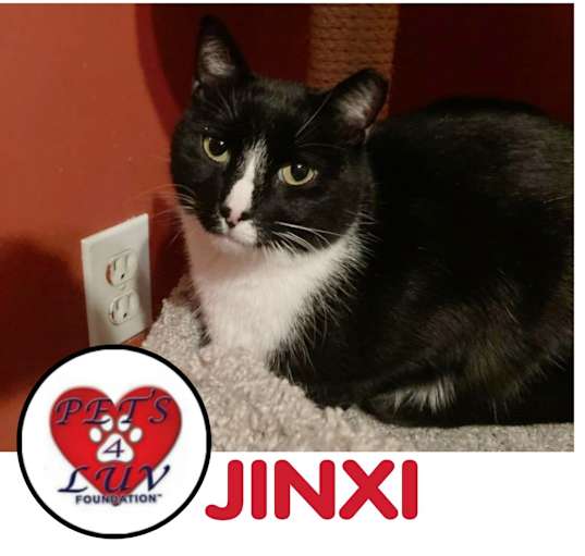 Photo of Jinxi