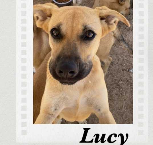 Photo of Lucy