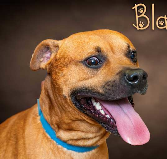 Photo of Blaze