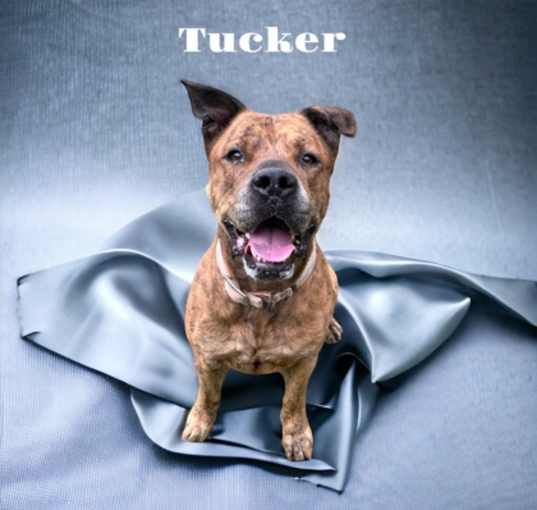 Photo of Tucker