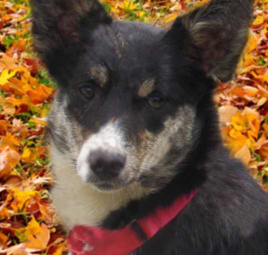 Photo of Misti"I've Been Adopted"