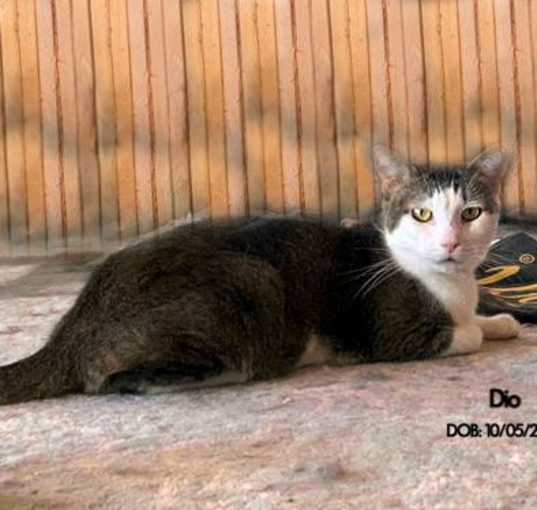 Photo of Dio