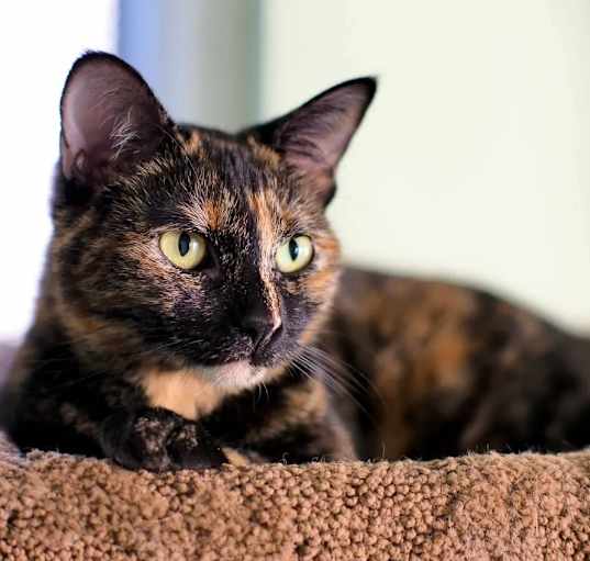 Photo of Daisy