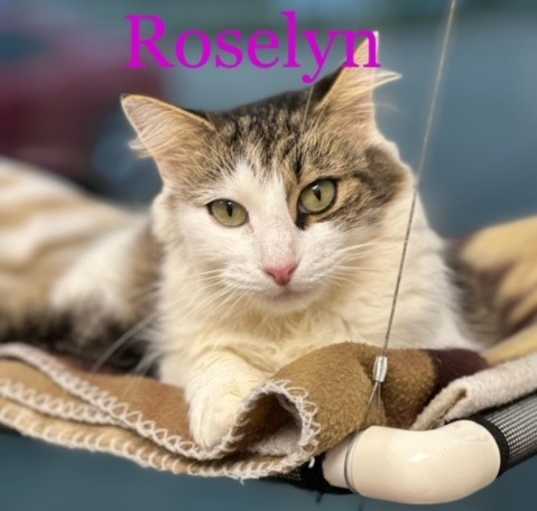 Photo of ROSELYN