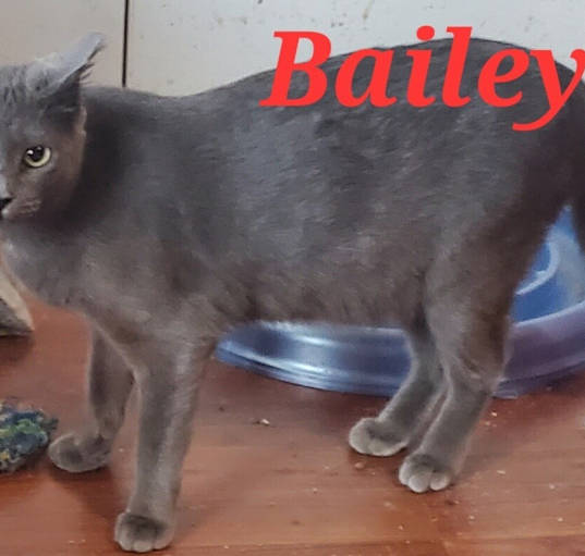 Photo of Bailey