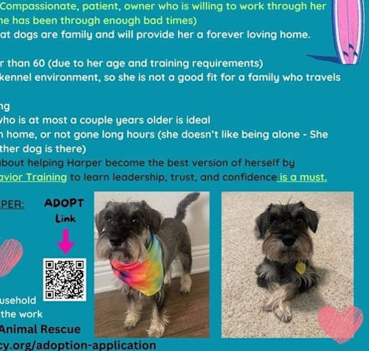 Photo of Harper  (STOLEN)