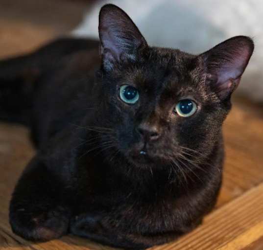 Photo of Morris 2 (sponsored!)- PENDING ADOPTION!