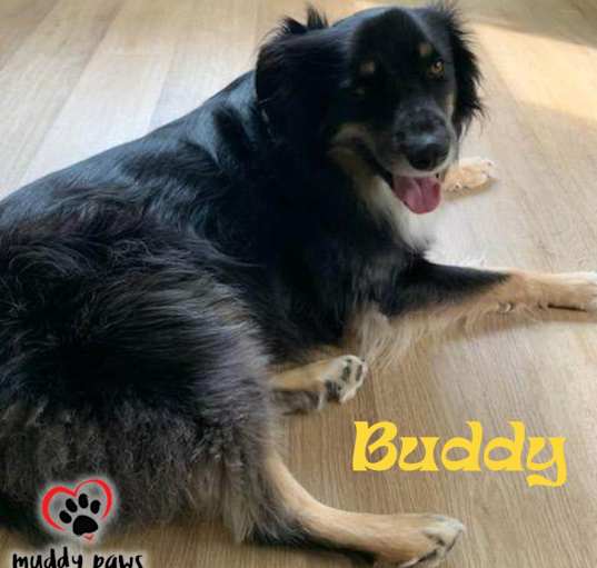 Photo of Buddy (Courtesy Post)