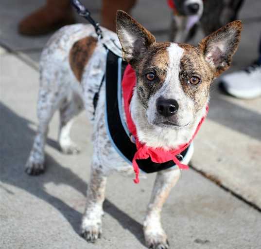 Photo of Popeye