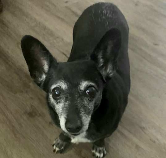 Photo of Rosie