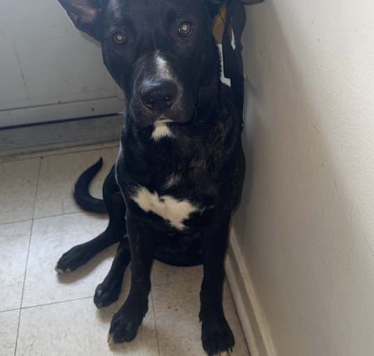 Photo of Tank