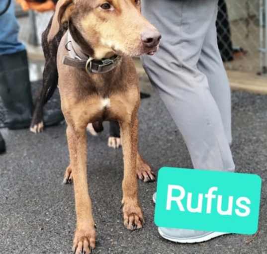 Photo of Rufus