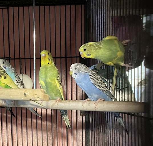 Photo of The Parakeet Party!