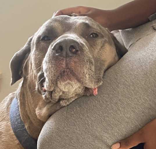 Photo of Polo