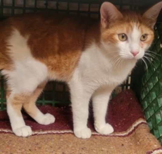 Photo of Hurley
