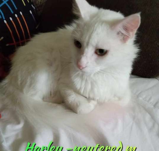 Photo of Harley