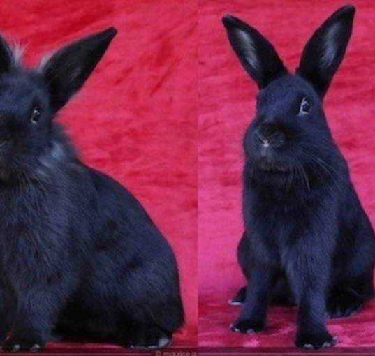 Photo of Aladdin and Jafar (bonded pair)