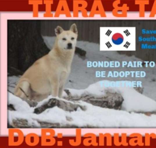 Photo of TIARA & TANIA  - $300 both girls