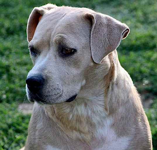 Photo of Cookie