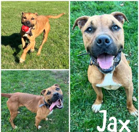 Photo of Jax