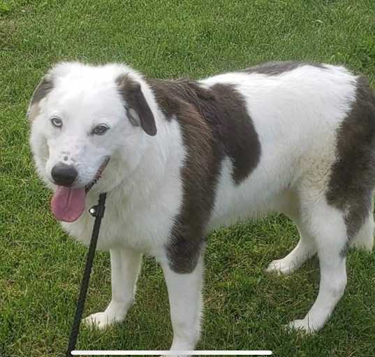 Photo of Rascal