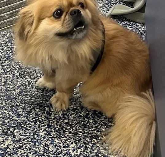 Photo of Gizmo