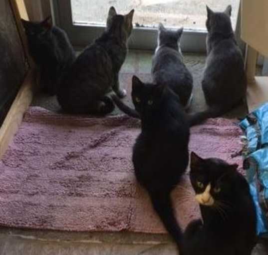 Photo of Barn Cats - Working Cat Program - Put them to work