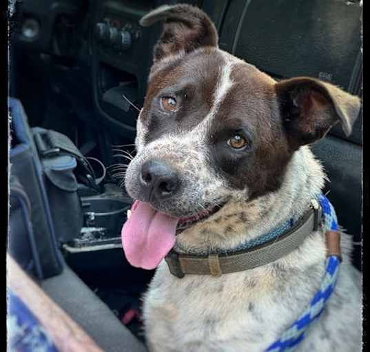 Photo of Blue