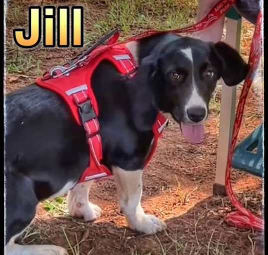 Photo of Puppy Jill