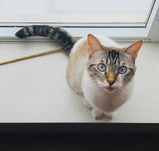 Photo of Cookie