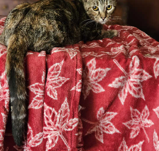 Photo of Tawny