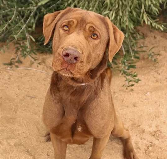 Photo of Delilah