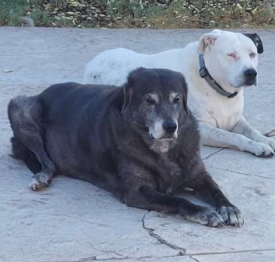 Photo of Daisy and colby