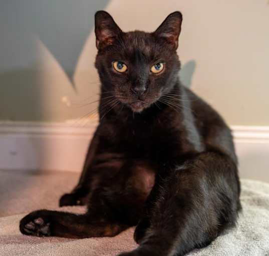 Photo of Spooky (FIV+) (100% Sponsored!)