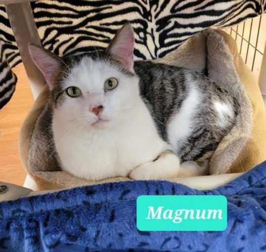 Photo of Magnum