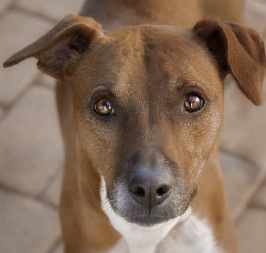 Photo of Penny