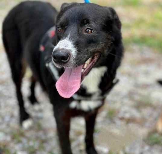 Photo of Sadie