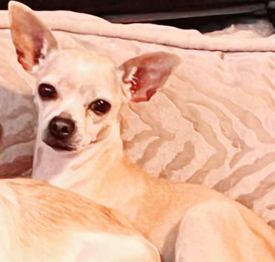 Photo of Roo