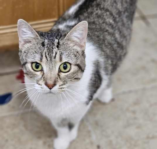 Photo of Phoenix